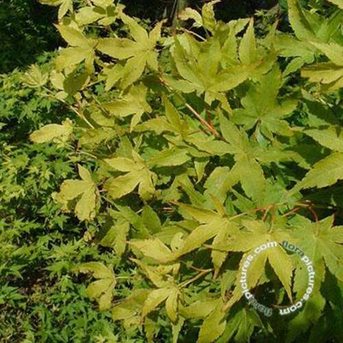 Afbeelding bij Japanse esdoorn - Acer pal. 'Aureum' 
