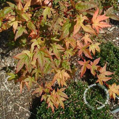 Afbeelding bij Japanse esdoorn - Acer pal. 'Beni-maiko'