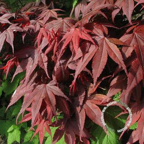 Afbeelding bij Japanse esdoorn - Acer pal. 'Bloodgood'