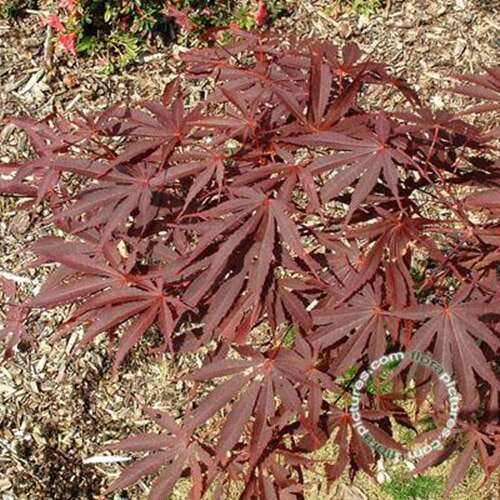 Afbeelding bij Japanse esdoorn - Acer pal. &#039;Chitoseyama&#039;