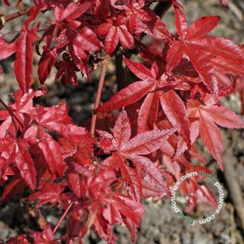 Afbeelding bij Japanse esdoorn - Acer pal. 'Deshojo'