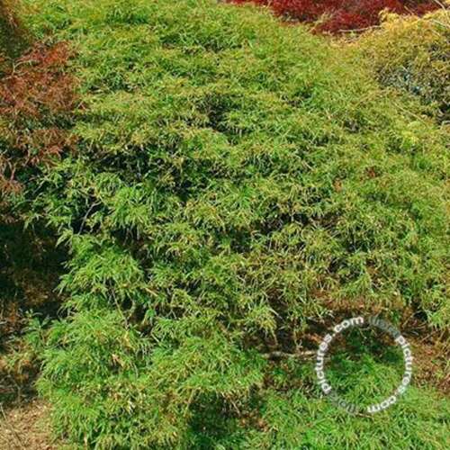 Afbeelding bij Japanse esdoorn - Acer pal. 'Dissectum'