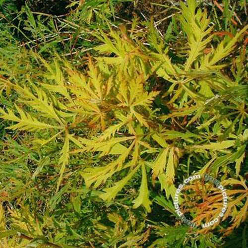 Afbeelding bij Japanse esdoorn - Acer pal. 'Dissectum Flavescens'