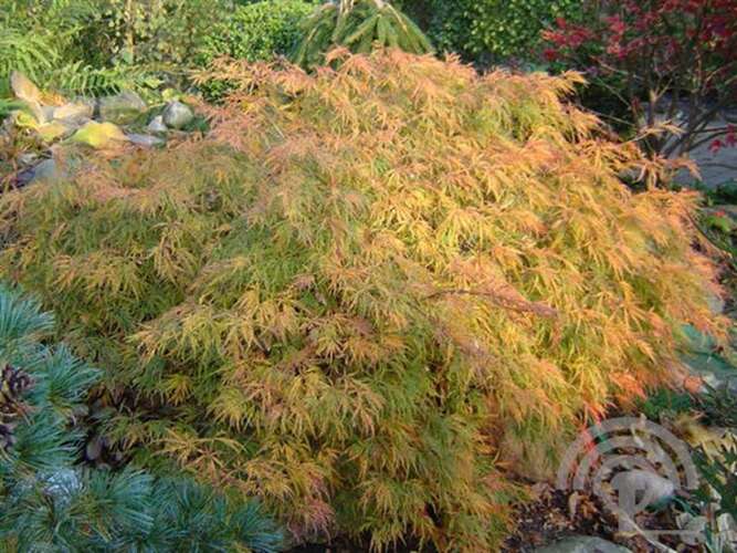 Afbeelding bij Japanse esdoorn - Acer pal. 'Dissectum Viride'
