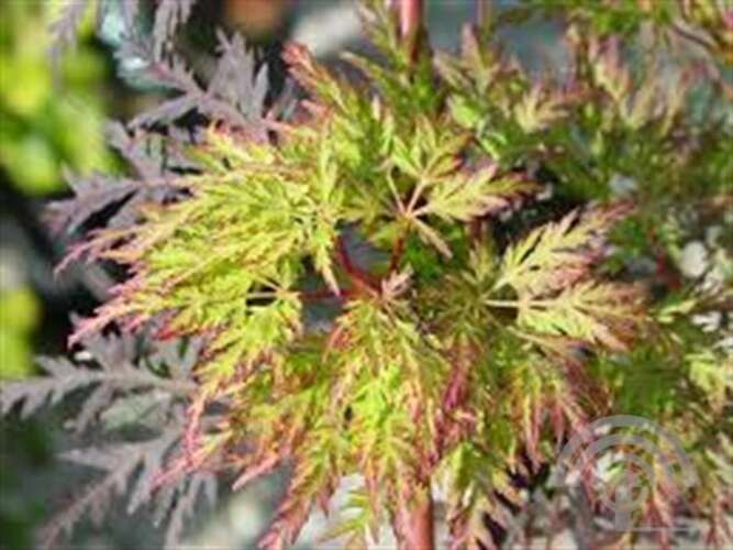 Afbeelding bij Japanse esdoorn - Acer pal. 'Emerald Lace'