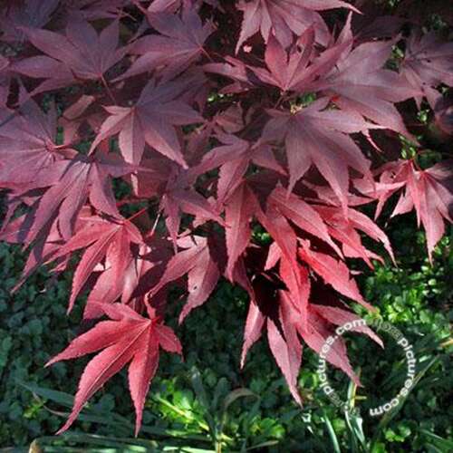 Afbeelding bij Japanse esdoorn - Acer pal. 'Fireglow'
