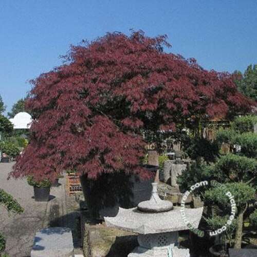 Afbeelding bij Japanse esdoorn - Acer pal. 'Garnet'