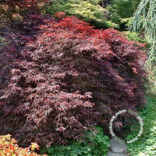 Afbeelding bij Japanse esdoorn - Acer pal. &#039;Inaba-shidare&#039; 