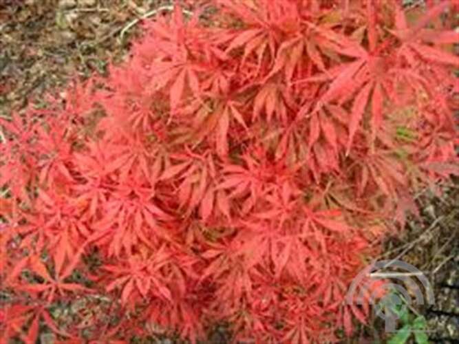 Afbeelding bij Japanse esdoorn - Acer pal. &#039;Jerre Schwarz&#039;