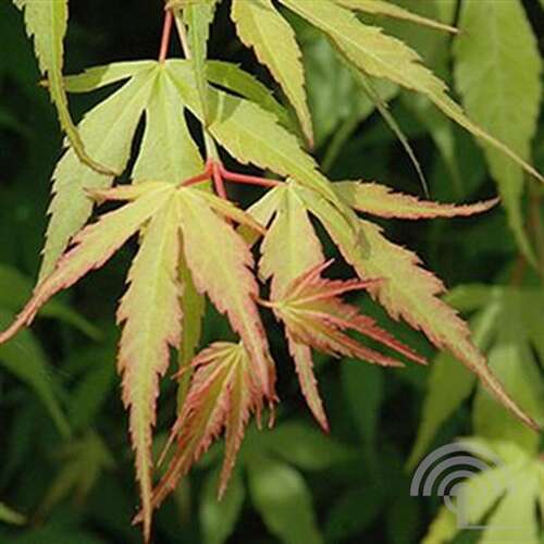 Afbeelding bij Japanse esdoorn - Acer pal. 'Katsura'