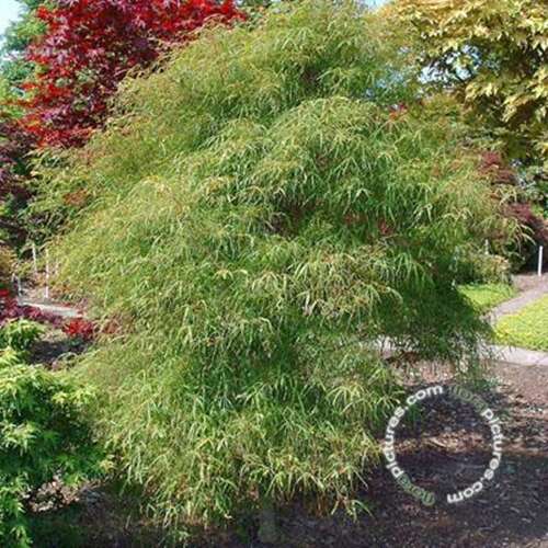Afbeelding bij Japanse esdoorn - Acer pal. 'Koto-no-ito'