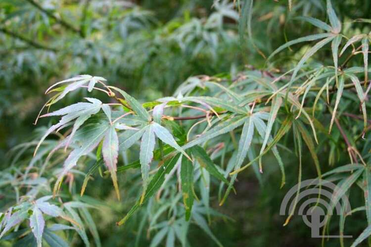 Afbeelding bij Japanse esdoorn - Acer pal. &#039;Linearilobum&#039; 