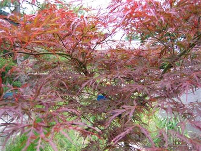 Afbeelding bij Japanse esdoorn - Acer pal. &#039;Lionheart&#039;