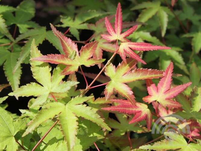 Afbeelding bij Japanse esdoorn - Acer pal. &#039;Little Princess&#039;