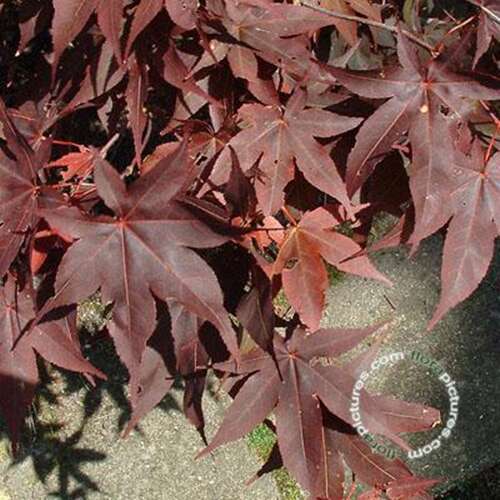 Afbeelding bij Japanse esdoorn - Acer pal. 'O-kagami'