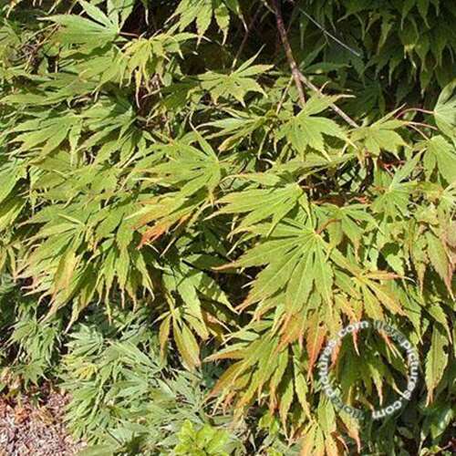 Afbeelding bij Japanse esdoorn - Acer pal. &#039;Omuryama&#039;