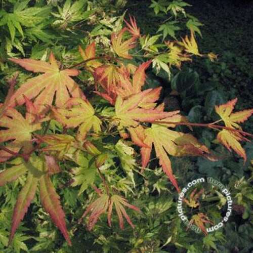 Afbeelding bij Japanse esdoorn - Acer pal. &#039;Orange Dream&#039;