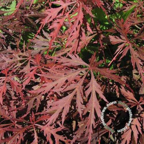 Afbeelding bij Japanse esdoorn - Acer pal. &#039;Orangeola&#039;