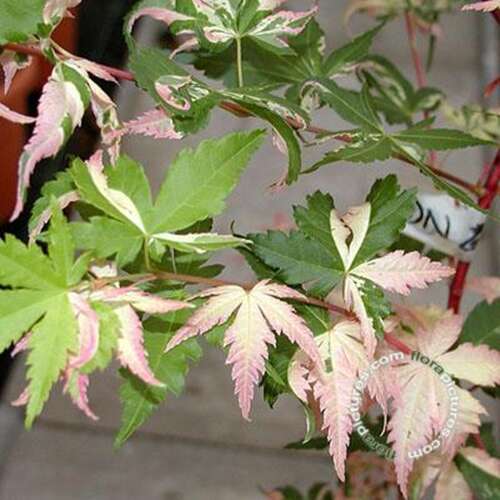 Afbeelding bij Japanse esdoorn - Acer pal. 'Oridono-nishiki'
