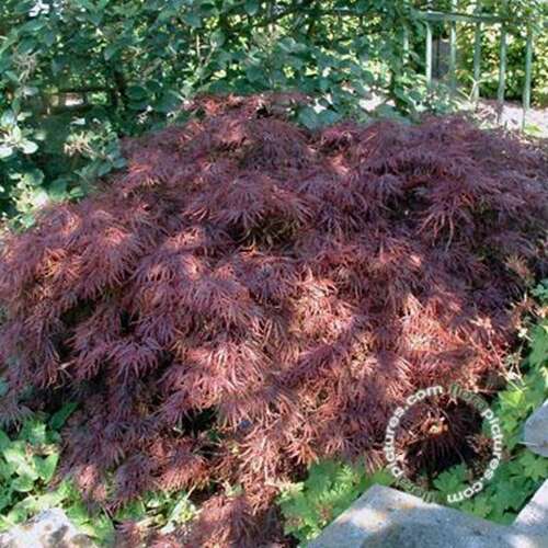 Afbeelding bij Japanse esdoorn - Acer pal. &#039;Ornatum&#039;