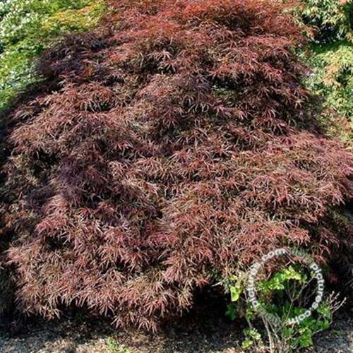 Afbeelding bij Japanse esdoorn - Acer pal. 'Pendulum Julian'