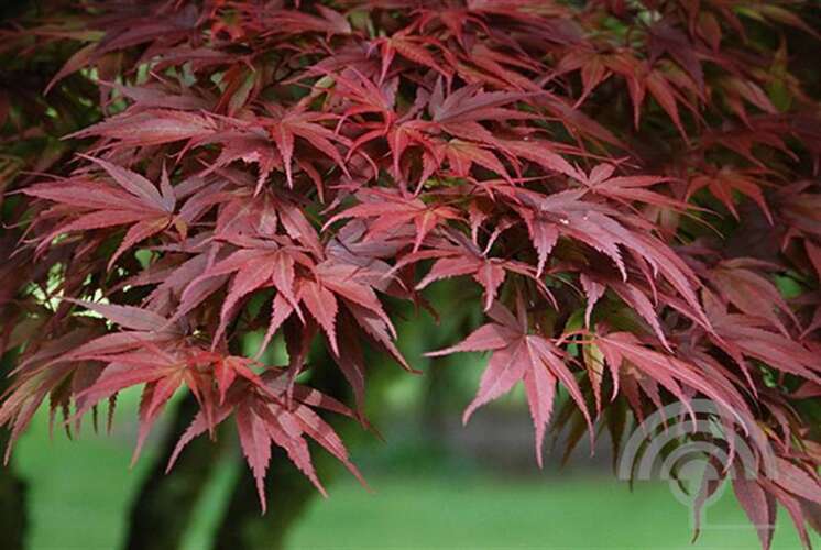 Afbeelding bij Japanse esdoorn - Acer pal. &#039;Pixie&#039; 