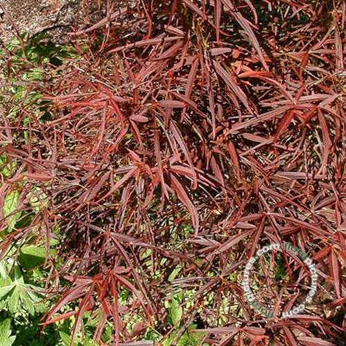 Afbeelding bij Japanse esdoorn - Acer pal. &#039;Red Pygmy&#039;
