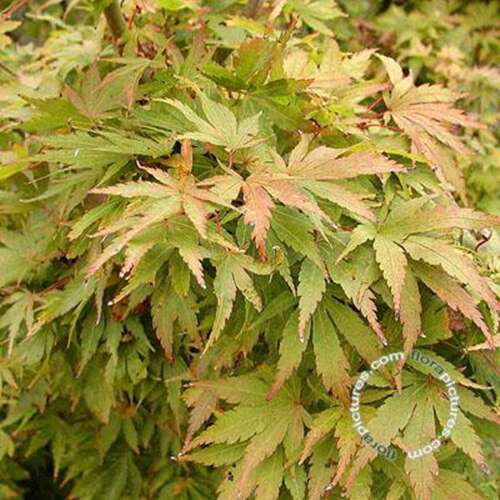 Afbeelding bij Japanse esdoorn - Acer pal. &#039;Sango-Kaku&#039;