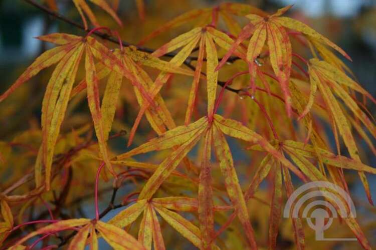 Afbeelding bij Japanse esdoorn - Acer pal. 'Scolopendrifolium'