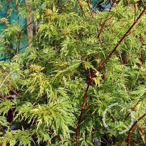 Afbeelding bij Japanse esdoorn - Acer pal. 'Seiryu'