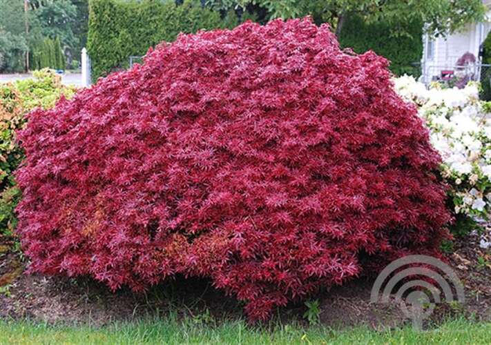 Afbeelding bij Japanse esdoorn - Acer pal. 'Shaina'