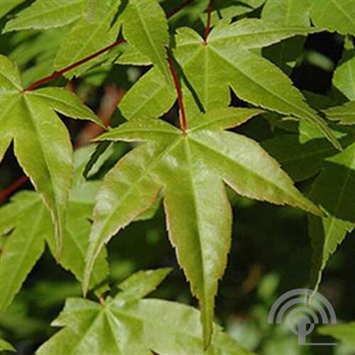 Afbeelding bij Japanse Esdoorn - Acer pal. &#039;Shin-deshojo&#039;