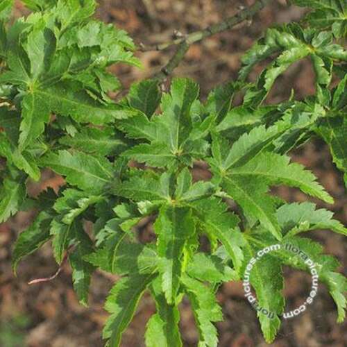 Afbeelding bij Japanse esdoorn - Acer pal. &#039;Shishigashira&#039;