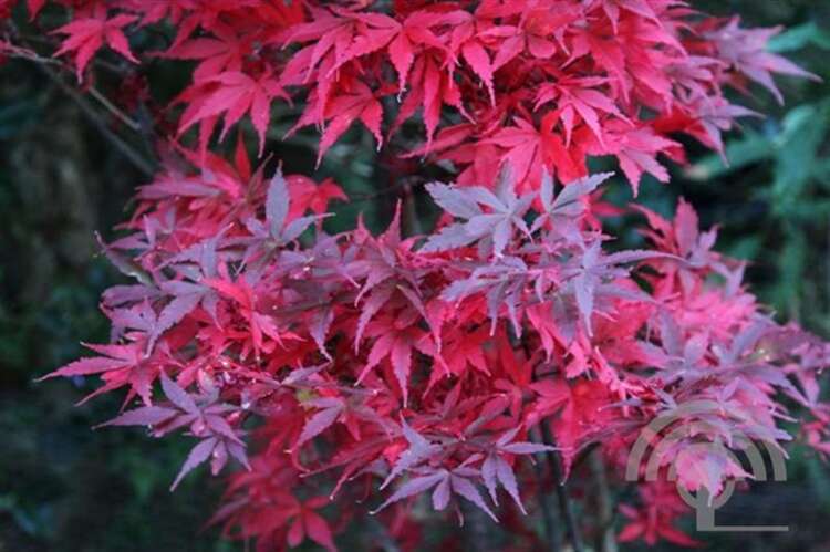 Afbeelding bij Japanse esdoorn - Acer pal. &#039;Skeeters Broom&#039;