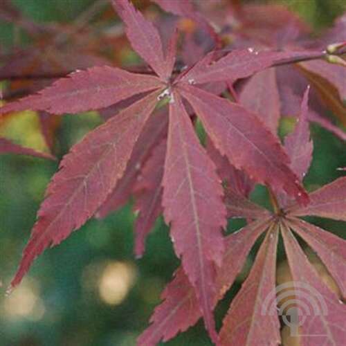 Afbeelding bij Japanse esdoorn - Acer pal. 'Sumi-nagashi'