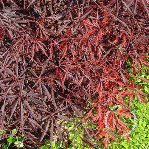 Afbeelding bij Japanse esdoorn - Acer pal. 'Tamukeyama'