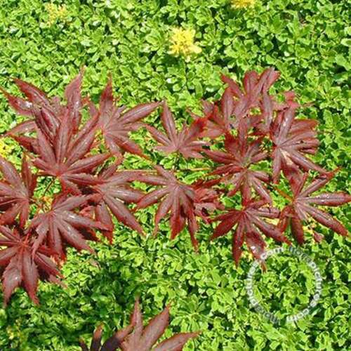 Afbeelding bij Japanse esdoorn - Acer pal. 'Trompenburg'