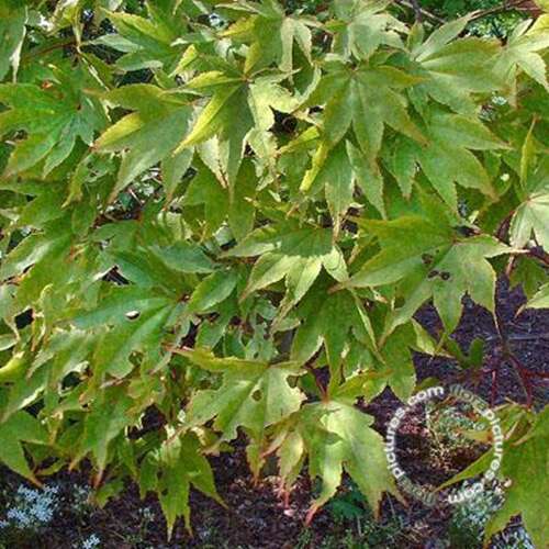 Afbeelding bij Japanse esdoorn - Acer pal. &#039;Tsumagaki&#039;