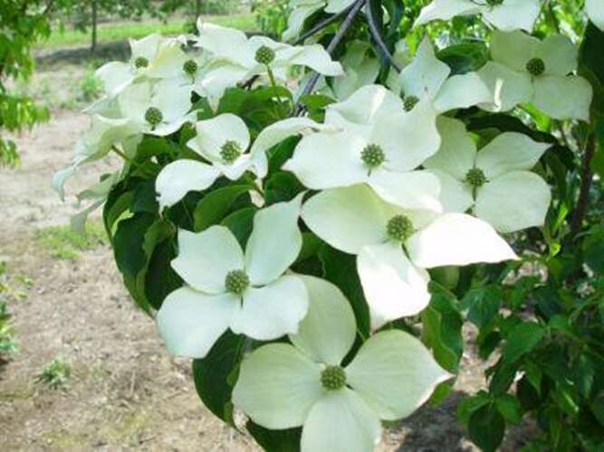 Afbeelding bij Japanse grootbloemige kornoelje - Cornus kousa &#039;Bultinck&#039;s Giant Flowers&#039;