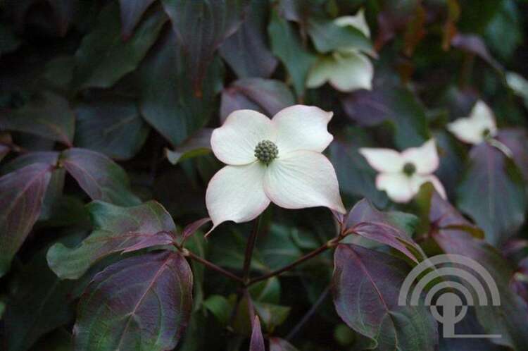 Afbeelding bij Japanse grootbloemige kornoelje - Cornus kousa 'Cappuccino' 