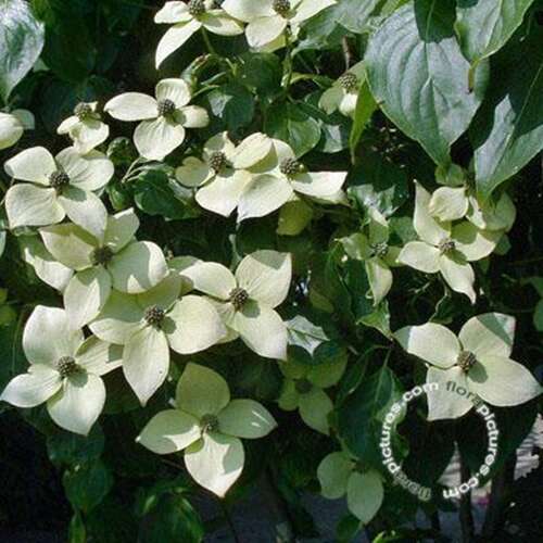 Afbeelding bij Japanse grootbloemige kornoelje - Cornus kousa &#039;China Girl&#039; 