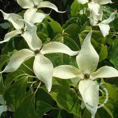 Afbeelding bij Japanse grootbloemige kornoelje - Cornus kousa 'Chinensis