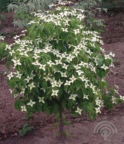 Afbeelding bij Japanse grootbloemige kornoelje - Cornus kousa 'Girard Dwarf'