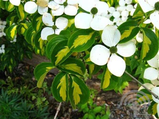 Afbeelding bij Japanse grootbloemige kornoelje - Cornus kousa &#039;Gold Star&#039; 