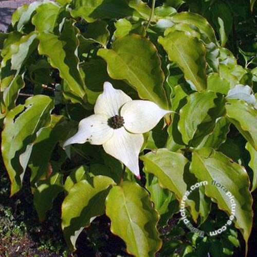 Afbeelding bij Japanse grootbloemige kornoelje - Cornus kousa &#039;Milky Way&#039;