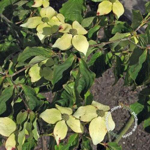 Afbeelding bij Japanse grootbloemige kornoelje - Cornus kousa &#039;National&#039; 