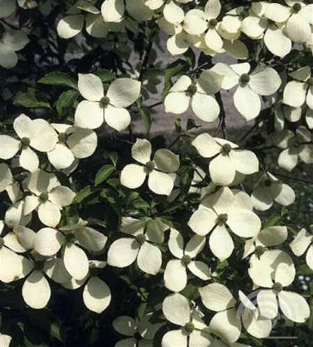 Afbeelding bij Japanse grootbloemige kornoelje - Cornus kousa &#039;Norman Hadden&#039;