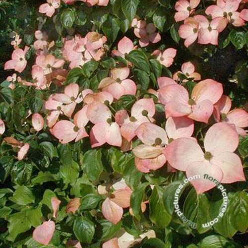 Afbeelding bij Japanse grootbloemige kornoelje - Cornus kousa &#039;Satomi&#039; 