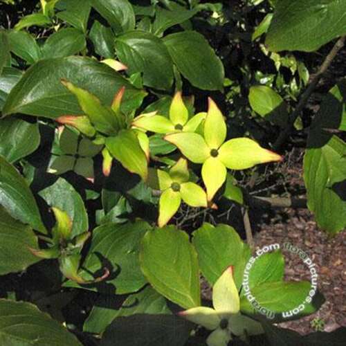 Afbeelding bij Japanse grootbloemige kornoelje - Cornus kousa &#039;Schmetterling&#039;
