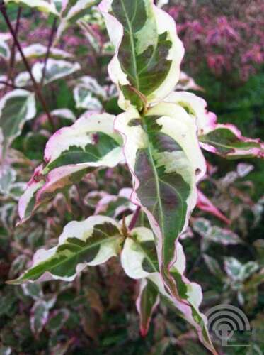 Afbeelding bij Japanse grootbloemige kornoelje -  Cornus kousa &#039;Summer Fun&#039; 